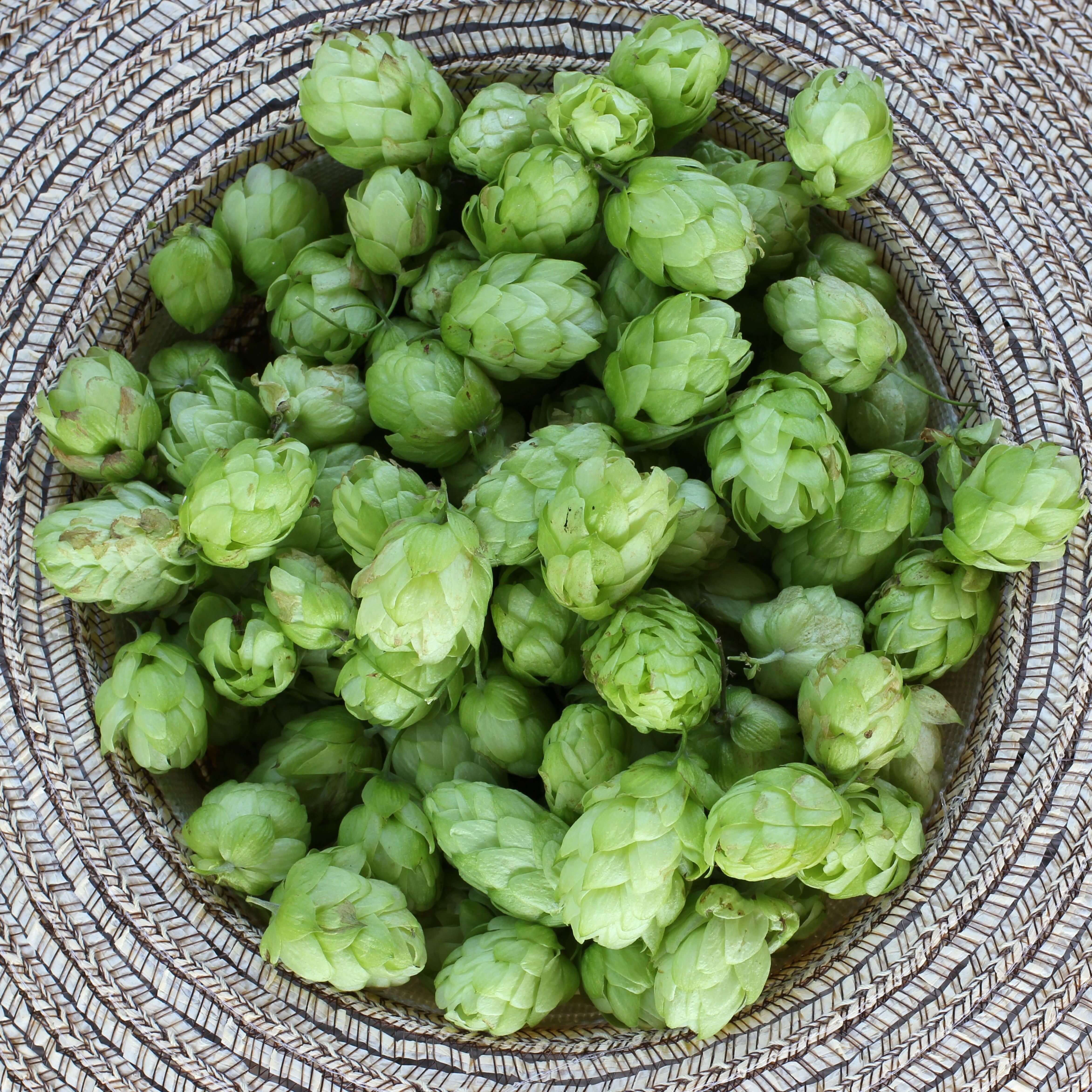 Pure-natural-Hops