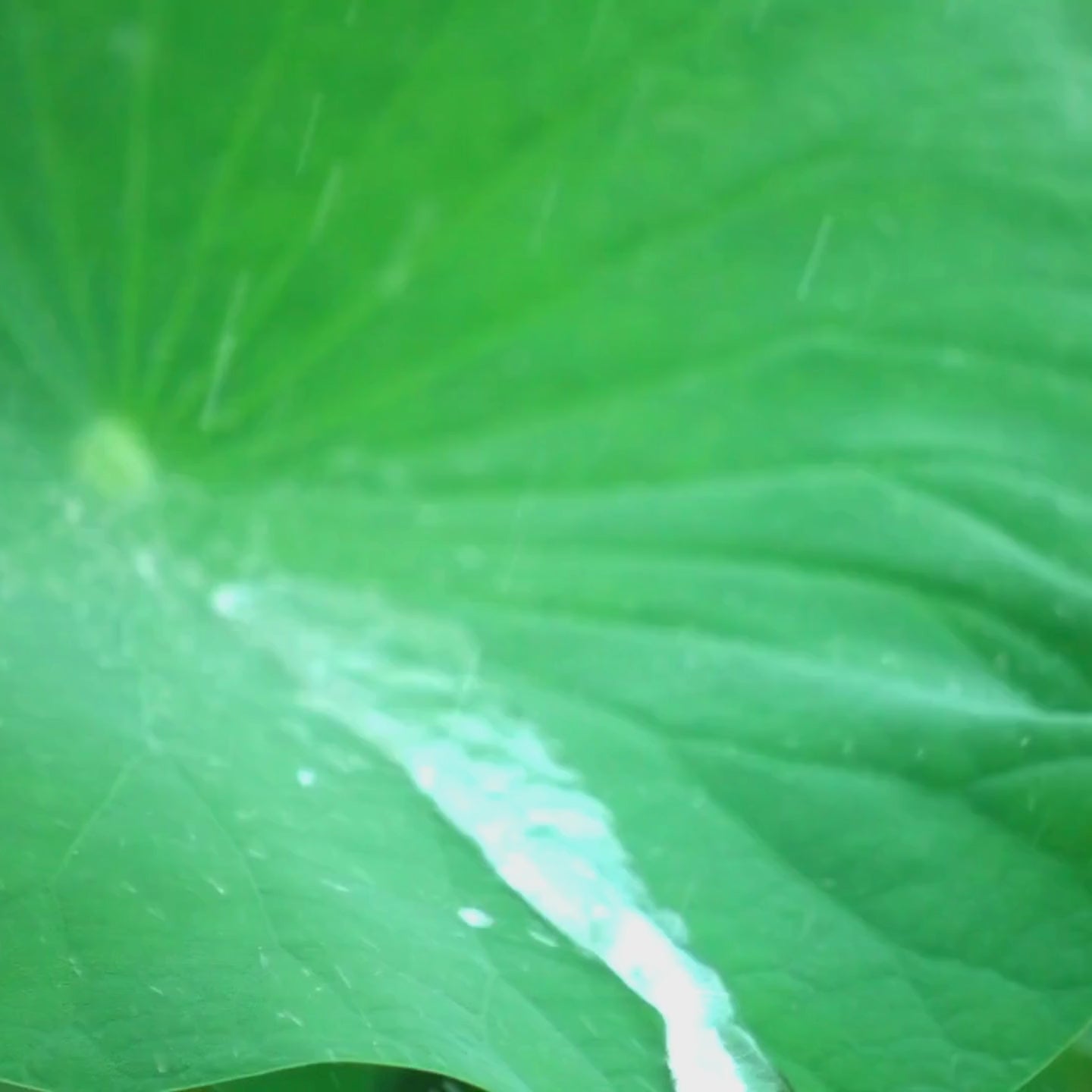 Video laden: